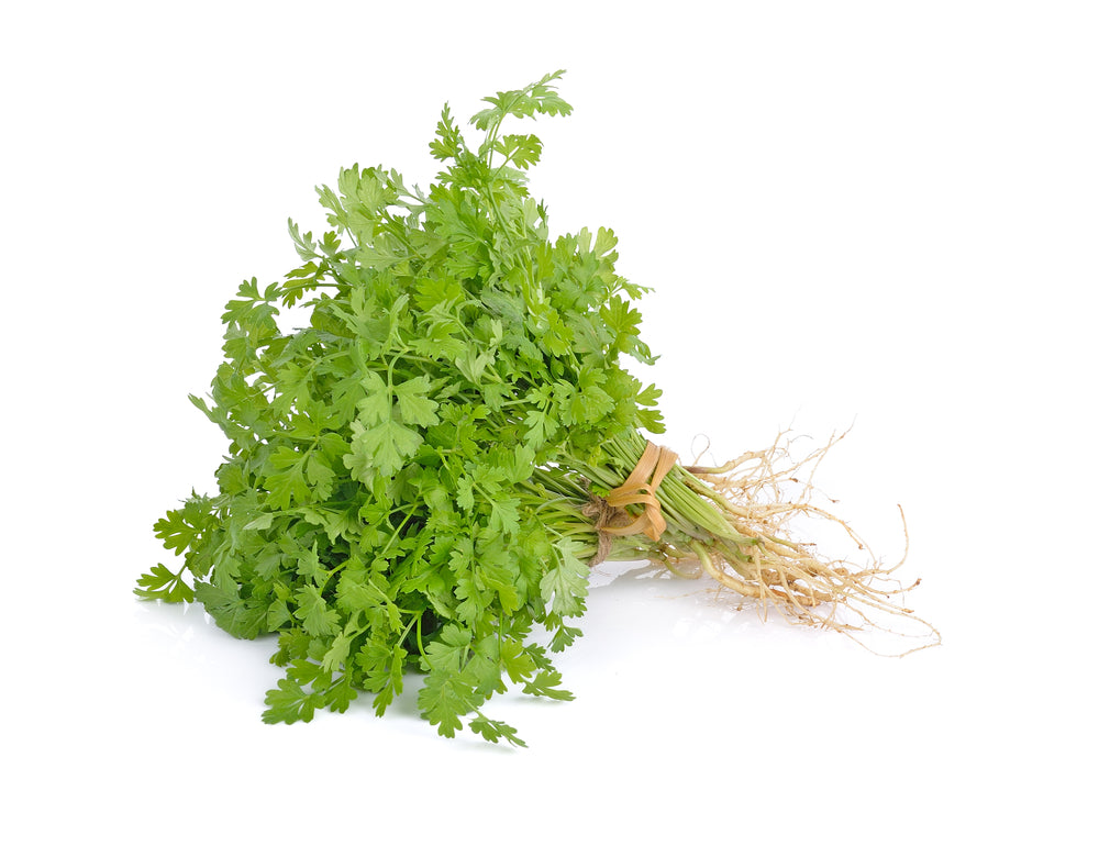 Herb Coriander Bunch