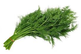 Herb Dill Bunch