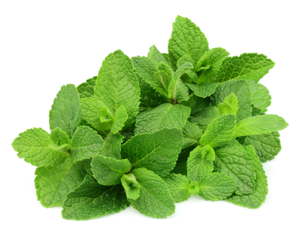 Herb Mint