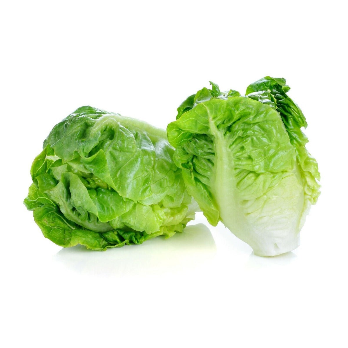 Lettuce Mini Cos