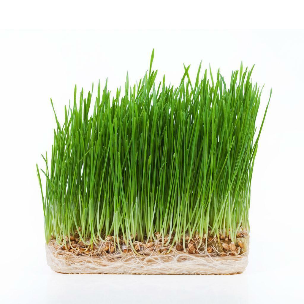 Sprouts Wheatgrass Punnet