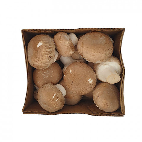 Mushroom Brown Punnet